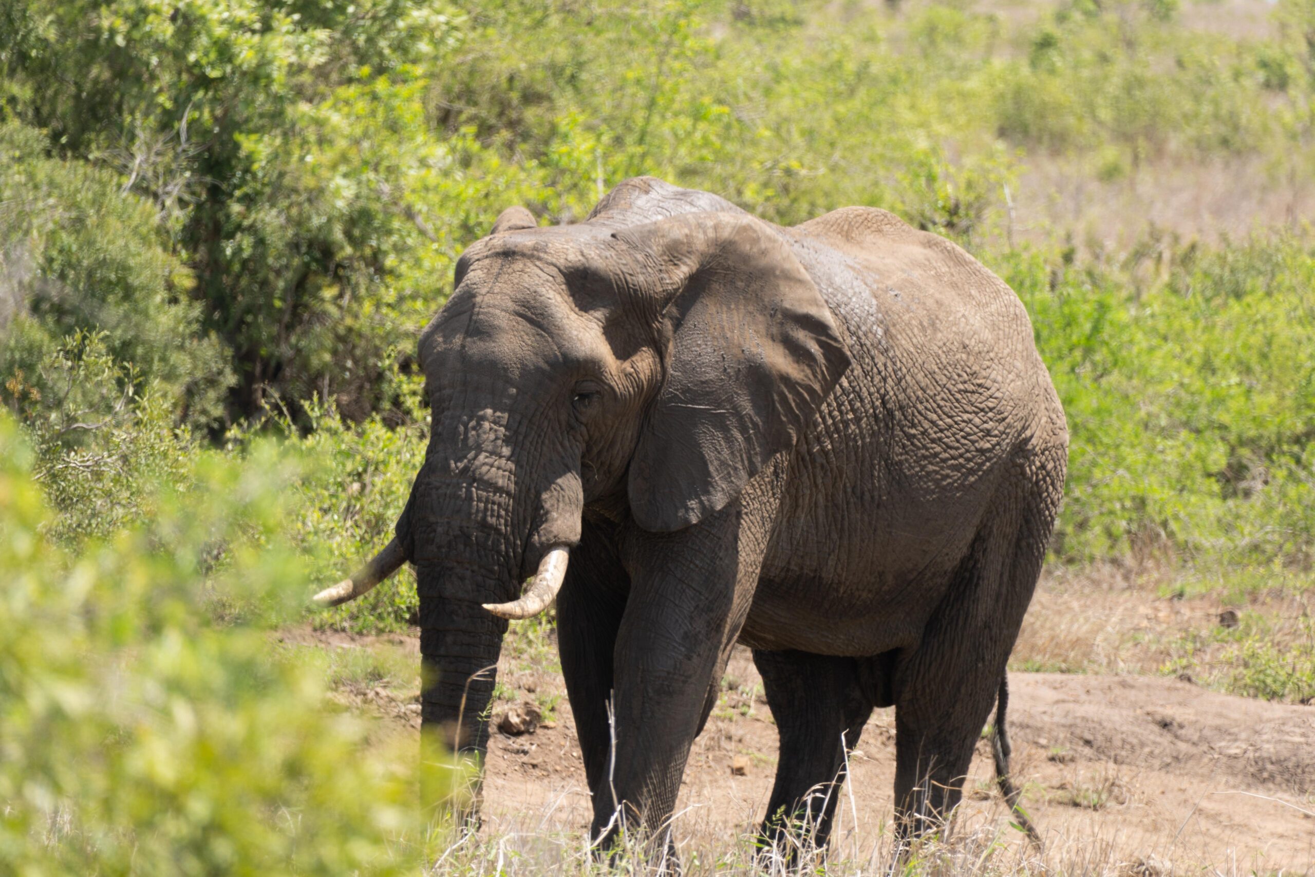 Etosha – Elefanten am Wasserloch
