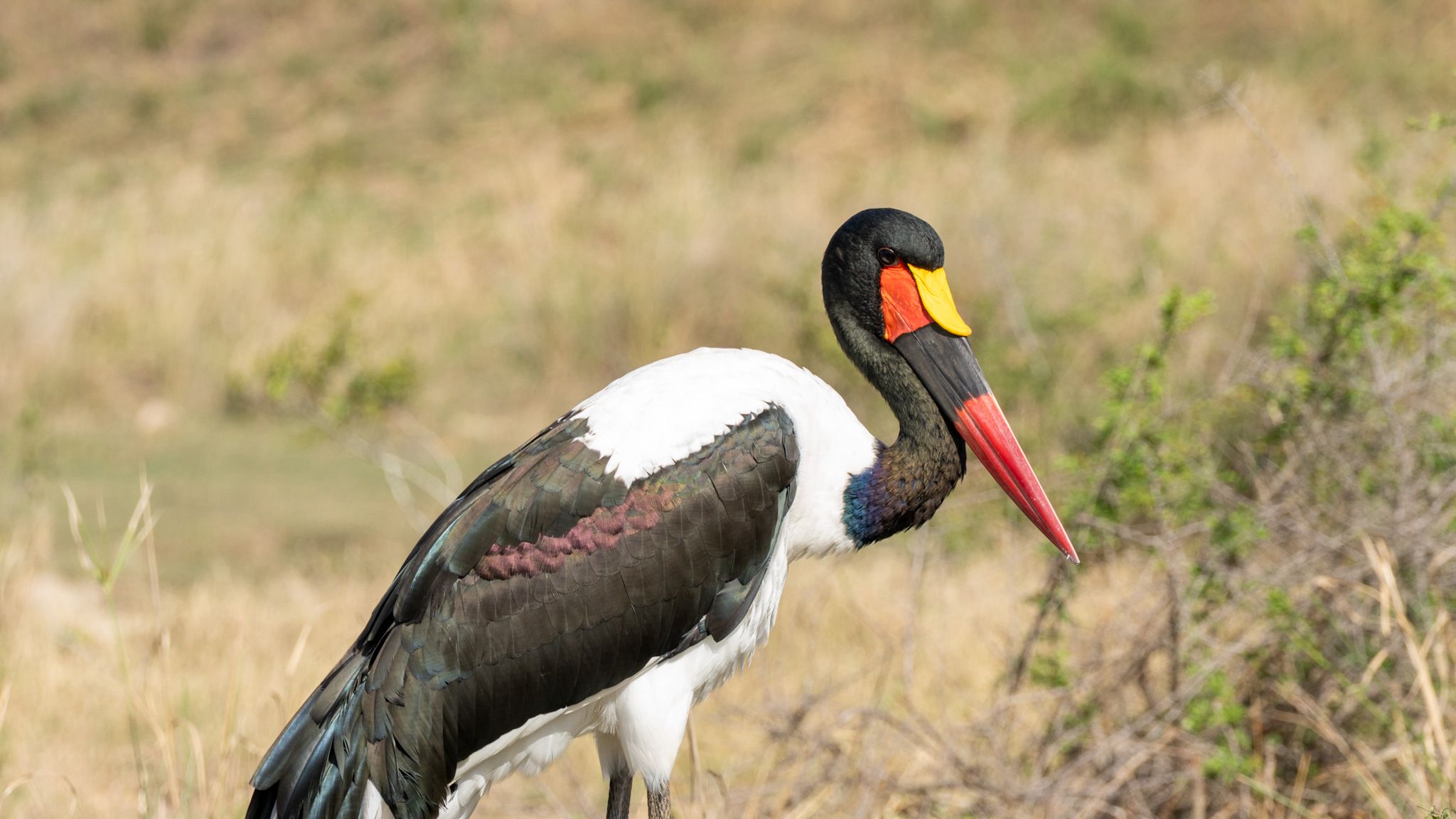 South Luangwa – Leopard Valley & Safari am Fluss