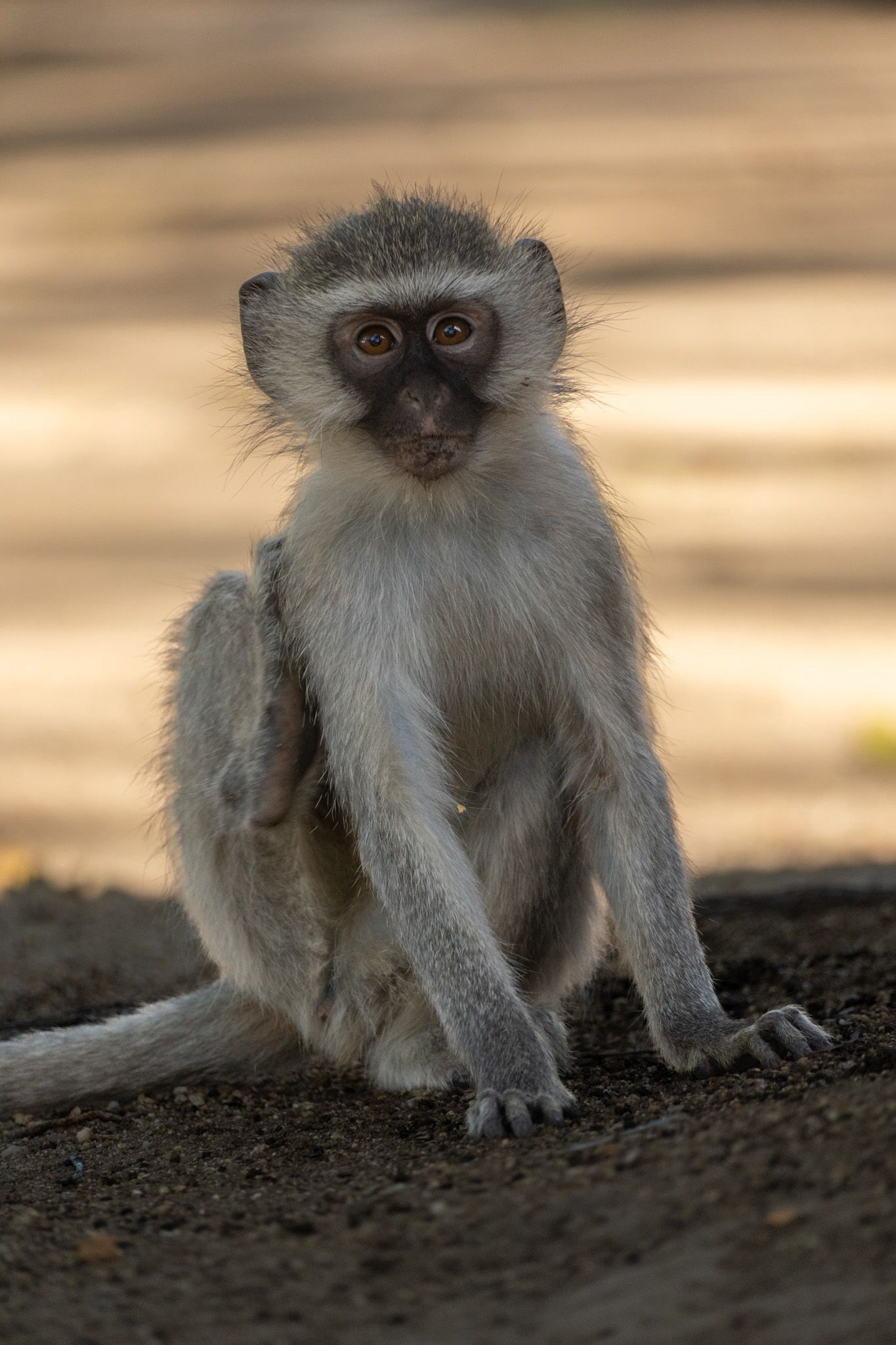 Krüger Nationalpark