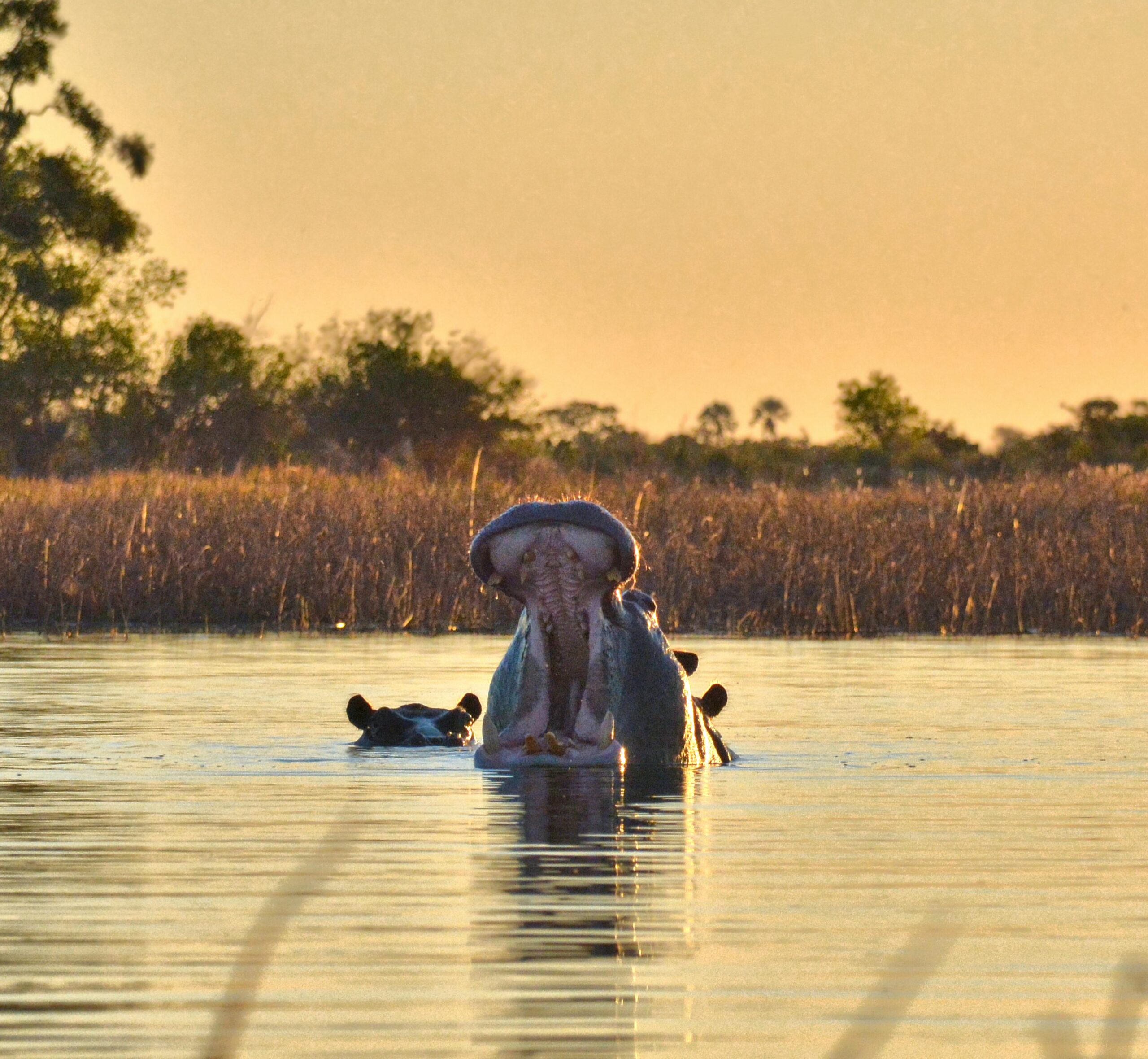 Botswana oder Namibia – Safari im Vergleich